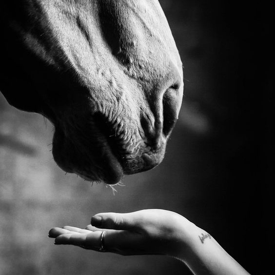 horsecare-prenditi-cura-del-tuo-cavallo-mascheroni-selleria-news